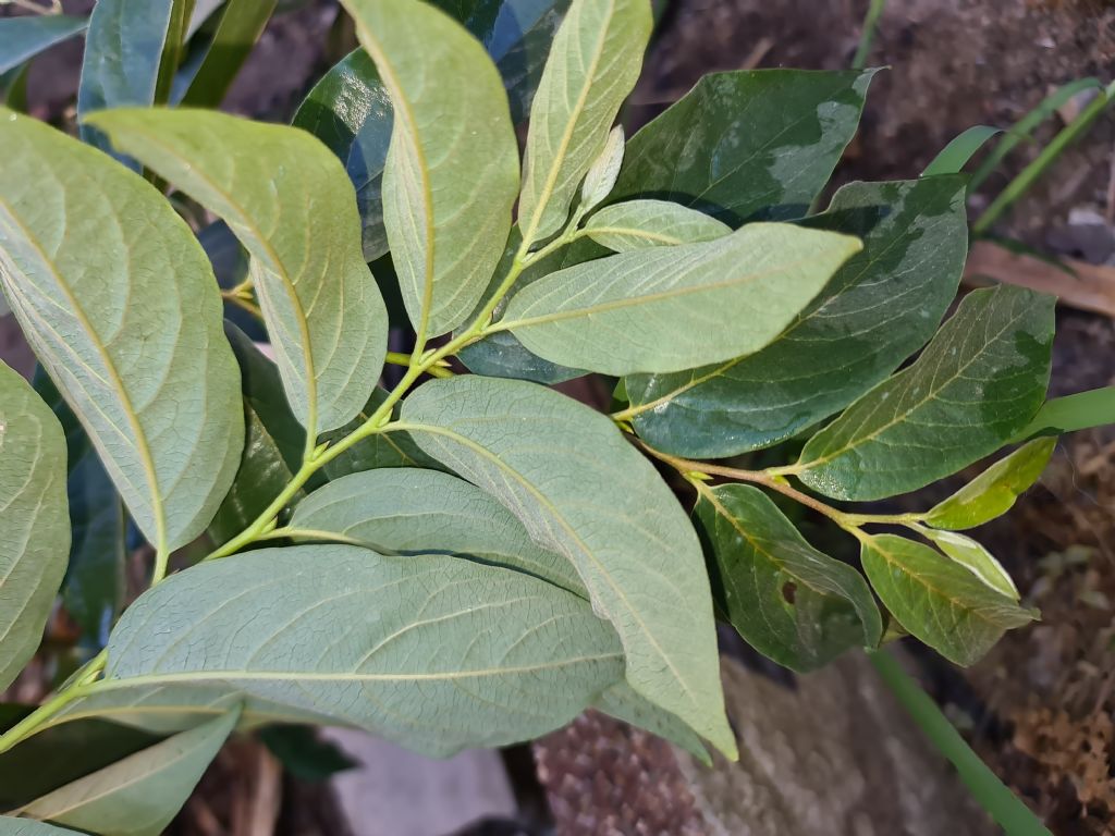 Pianta con foglie alterne da determinare